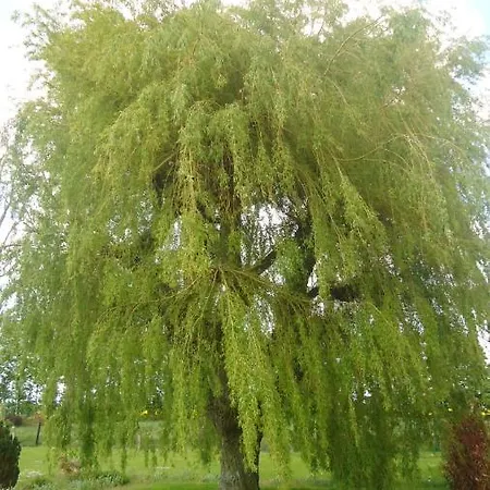 Au Grand Saule Dom wakacyjny *