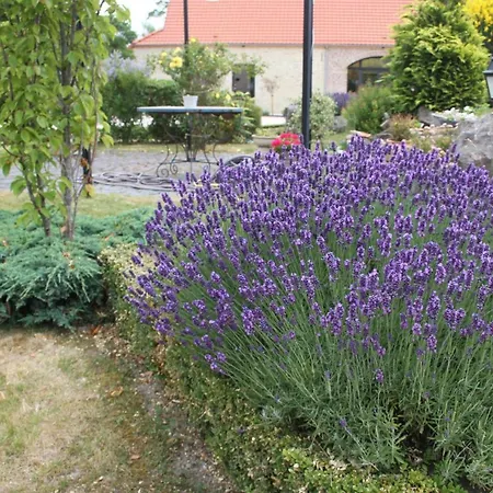 Au Grand Saule *